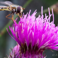 L’Abella del Pedraforca – Pedraforca’s bee