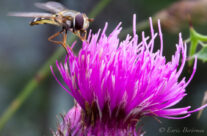 L’Abella del Pedraforca – Pedraforca’s bee