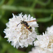 Abella a la cerca de menjar – Bee in search of food
