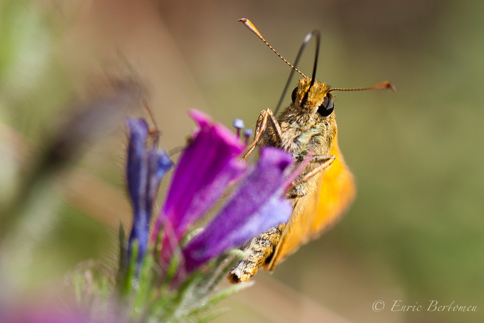 Papallona fent la primavera – Butterfly by spring