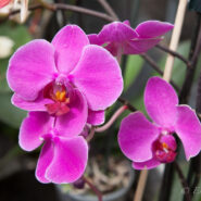 L’Orquídia, quina elegància.. – L’Orquídia, which elegance……