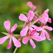 Flor del Paradís – Flower Paradise