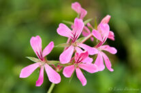 Flor del Paradís – Flower Paradise