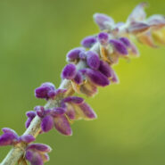 Una Flor Diferent