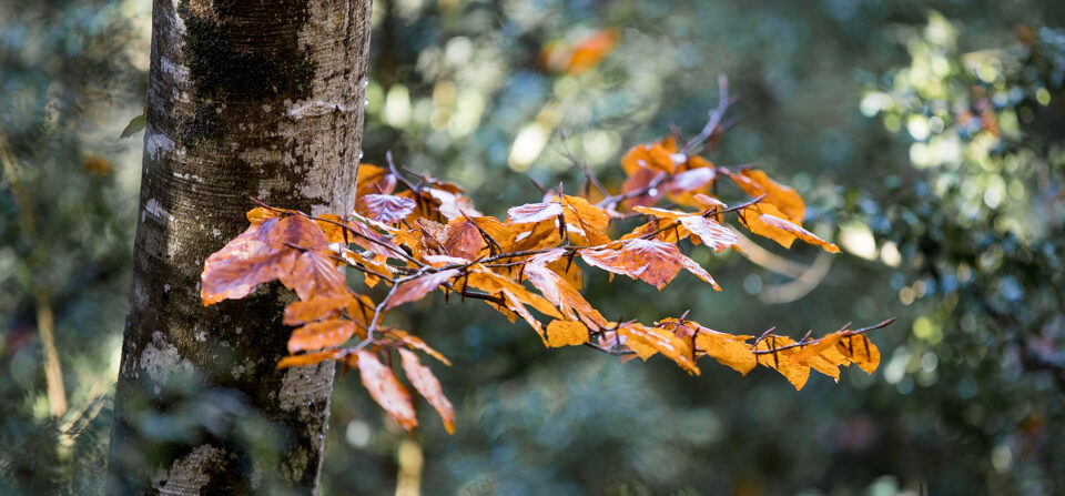 La Tardor – The Autumn