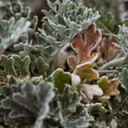 La Flor del Cap de Creus – The Flower of Cap de Creus