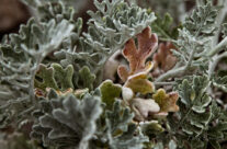 La Flor del Cap de Creus – The Flower of Cap de Creus