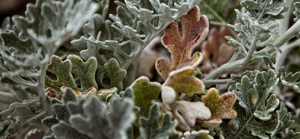 La Flor del Cap de Creus – The Flower of Cap de Creus