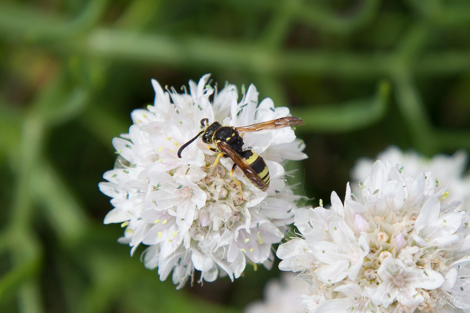 Abella a la cerca de menjar – Bee in search of food